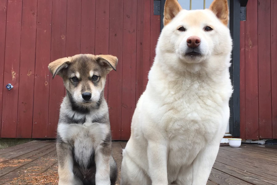 Two dogs sitting side-by-side